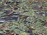 american pondweed