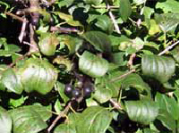 buckthorn