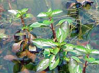 creeping water primrose