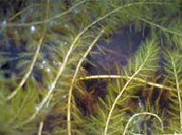 eurasian watermilfoil