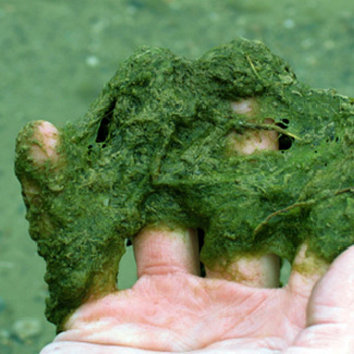 filamentous algae