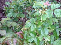 poison oak