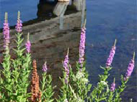 purple loosestrife