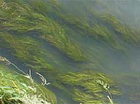 sago pondweed