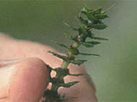 variable leaf watermilfoil