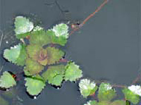water chestnut